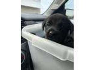 Labrador Retriever Puppy for sale in Yulee, FL, USA