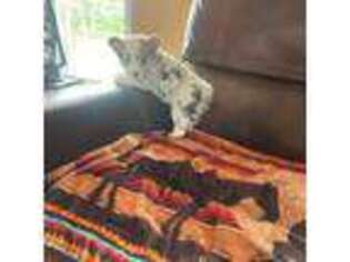 Pembroke Welsh Corgi Puppy for sale in Jefferson City, TN, USA