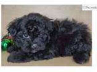 Shih-Poo Puppy for sale in Fort Smith, AR, USA