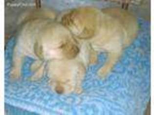 Labrador Retriever Puppy for sale in Kinsman, OH, USA
