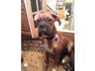 Boxer Puppy for sale in Blairsville, GA, USA
