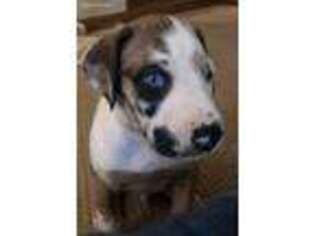 Great Dane Puppy for sale in Dundee, IL, USA