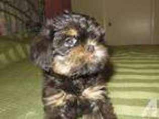 Brussels Griffon Puppy for sale in ELK, WA, USA