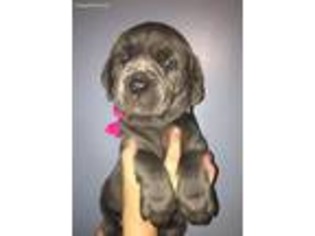 Cane Corso Puppy for sale in Seekonk, MA, USA