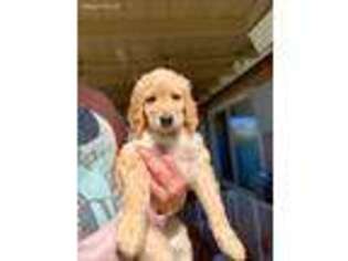 Goldendoodle Puppy for sale in Aliso Viejo, CA, USA