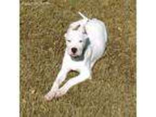 Dogo Argentino Puppy for sale in Jacksonville, FL, USA