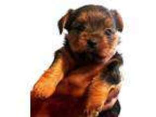 Yorkshire Terrier Puppy for sale in Ellenwood, GA, USA