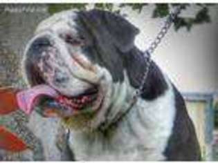 Bulldog Puppy for sale in Sandy, UT, USA