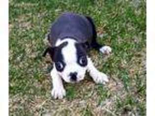 Boston Terrier Puppy for sale in Pillager, MN, USA