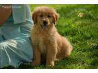 Golden Retriever Puppy for sale in Chapel Hill, NC, USA