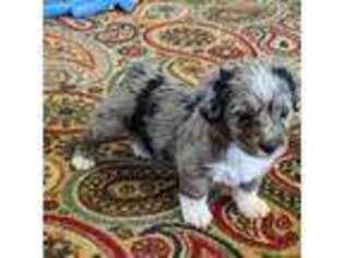 Pembroke Welsh Corgi Puppy for sale in Scottsdale, AZ, USA