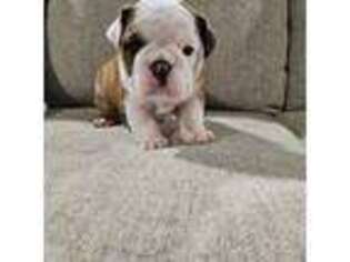 Bulldog Puppy for sale in Stoneville, NC, USA