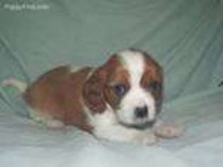 Cavalier King Charles Spaniel Puppy for sale in Stover, MO, USA