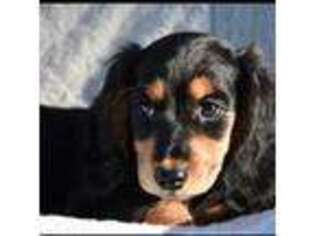Dachshund Puppy for sale in Fresno, CA, USA