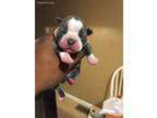 Boston Terrier Puppy for sale in Bardstown, KY, USA