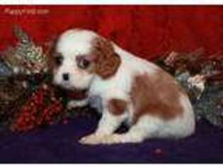 Cavalier King Charles Spaniel Puppy for sale in Viola, AR, USA