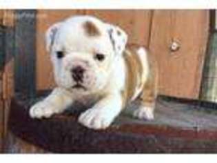 Bulldog Puppy for sale in Garner, IA, USA