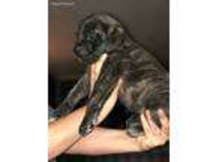Mastiff Puppy for sale in Evansville, IN, USA