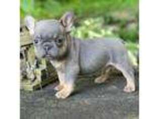 French Bulldog Puppy for sale in Fort Dodge, IA, USA