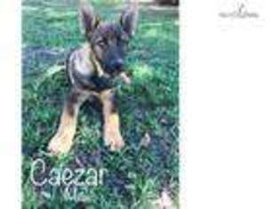Medium Photo #1 German Shepherd Dog Puppy For Sale in Jacksonville, FL, USA