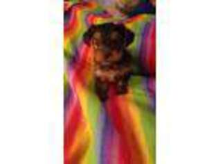 Yorkshire Terrier Puppy for sale in Doylestown, OH, USA