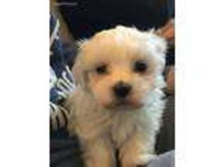 Maltese Puppy for sale in Davidson, NC, USA