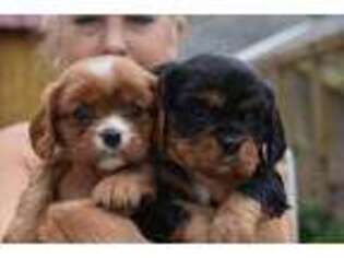 Cavalier King Charles Spaniel Puppy for sale in Deerwood, MN, USA