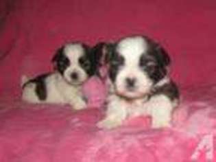 Mutt Puppy for sale in GILBERTSVILLE, PA, USA