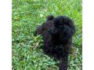 Mutt Puppy for sale in Gurnee, IL, USA