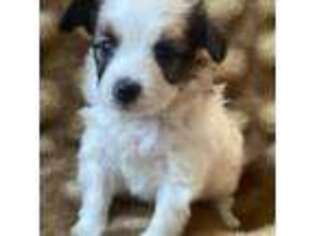 Papillon Puppy for sale in Las Vegas, NV, USA