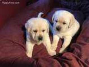 Labrador Retriever Puppy for sale in Bluemont, VA, USA
