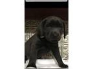 Labrador Retriever Puppy for sale in Tiffin, OH, USA