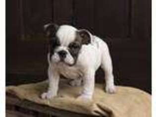 Bulldog Puppy for sale in Oxford, IA, USA