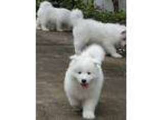 Samoyed Puppy for sale in Marysville, OH, USA