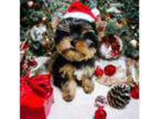 Yorkshire Terrier Puppy for sale in Dry Prong, LA, USA