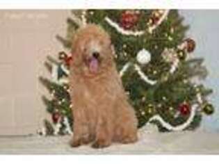 Goldendoodle Puppy for sale in Durham, NC, USA