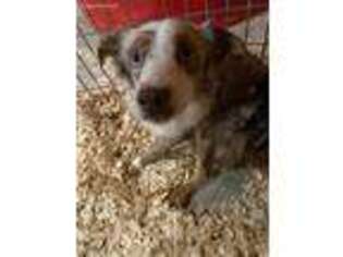 Miniature Australian Shepherd Puppy for sale in Monett, MO, USA