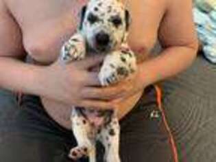 Dalmatian Puppy for sale in Cedar Park, TX, USA