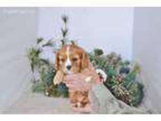 Cavalier King Charles Spaniel Puppy for sale in Gothenburg, NE, USA