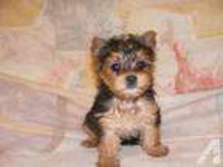 Yorkshire Terrier Puppy for sale in GEORGETOWN, SC, USA
