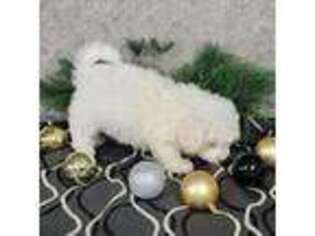 Bichon Frise Puppy for sale in Sugarcreek, OH, USA