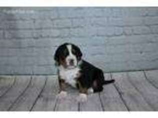 Bernese Mountain Dog Puppy for sale in Sullivan, IL, USA