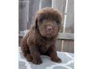 Newfoundland Puppy for sale in Lagrange, IN, USA