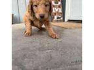 Goldendoodle Puppy for sale in Alturas, CA, USA