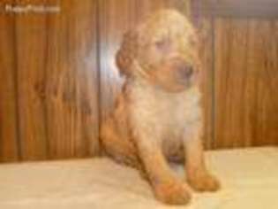 Goldendoodle Puppy for sale in Hartwell, GA, USA
