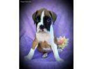 Boxer Puppy for sale in Salina, OK, USA