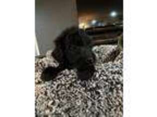 Goldendoodle Puppy for sale in Waterford, OH, USA