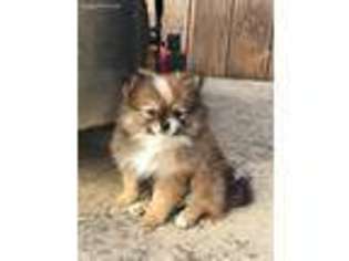 Pomeranian Puppy for sale in Stockton, CA, USA