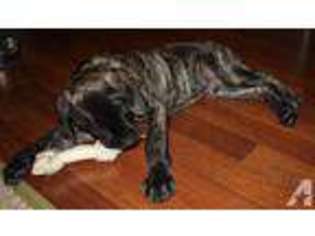Mastiff Puppy for sale in JACKSON, OH, USA