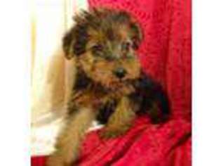 Welsh Terrier Puppy for sale in Hilbert, WI, USA
